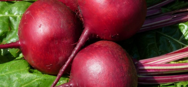Самые популярные корнеплоды: как правильно вырастить свеклу, пастернак и корневой сельдерей